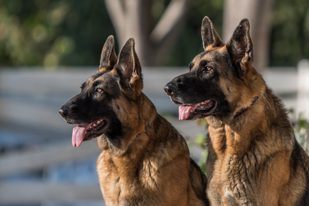 Portrait of Two German Shepherd Dogs Looking Alert showing tongue against a creamy background.の写真素材