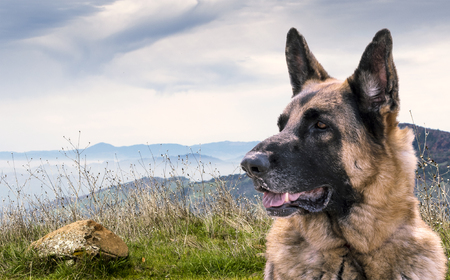Alert German Shepherd Dog Sitting outdoors on a hill with view of other mountains. Comosition.の写真素材