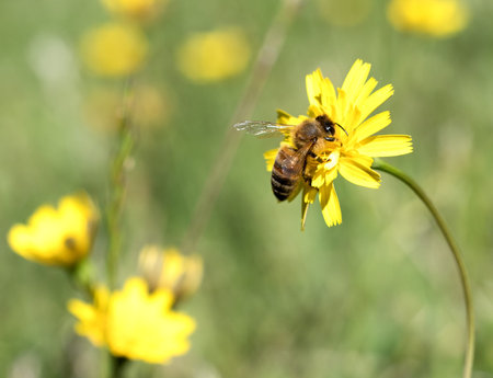 Honey Bee collecting pollen on yellow flower with green and yellow background