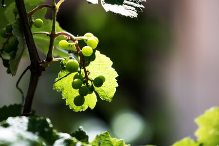 Green Grapes on vine with branch and transparent leaf in evening sunの写真素材
