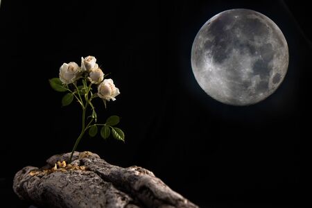Four Delicate white rose flowers standing on a piece of old beach wood leaning towards the moon on black background. Wood floated in spaceの写真素材