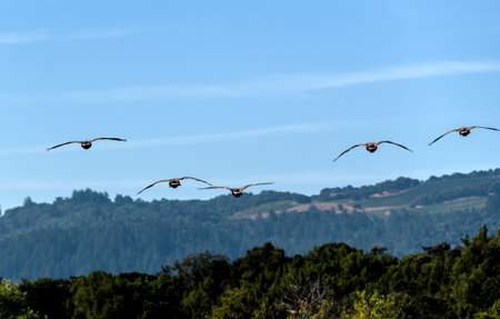Group of Canadian geese flying south in formation over California woods and hills.