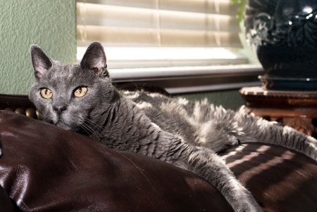 Gray Cat Relaxing and resting on brown couch by window.