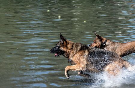 Wet German Shepherd Dog runs with another dog in water after ball. fun at dog swim at Howarth Park.の写真素材
