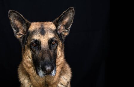 Older German Shepherd Dog Male beautiful Head Shot on black background with copy spaceの写真素材