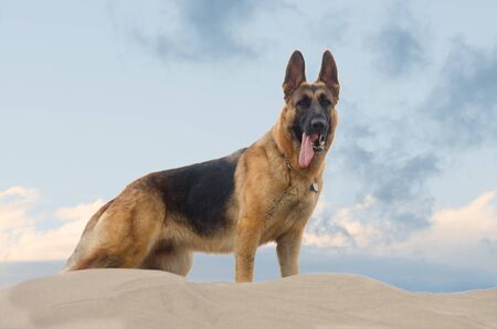 German Shepherd Dog stand on sand at the beach on cloudy day. Stacking standの写真素材
