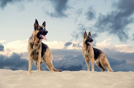 German Shepherd Dog stand on sand at the beach on cloudy day. Stacking standの写真素材