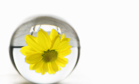 Yellow flower Daisy in a glass sphere. Abstract flower concept. Copy Space