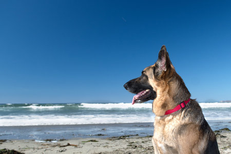 Portrait of German Shepherd Dog on the beach at the California Coast .GDS with traditional colors.の写真素材