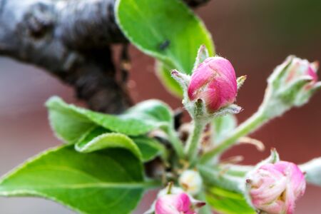 Red Apple Flower Buds . Blooming apple blossom on tree branch. Macro Close up with blurred foregroundの写真素材