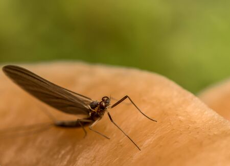 Insect on California Fungi Yellow Mushroom Macro on brown and green background. Fly resting on mushroom.の写真素材