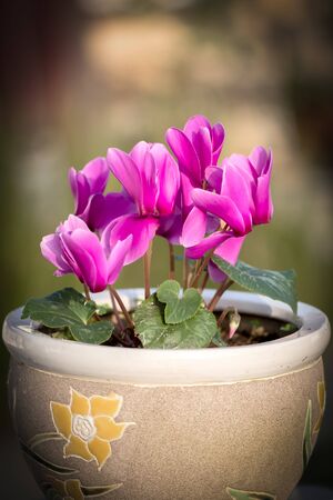 pink cyclamen flower in clay flower pot with blurred green backgroundの写真素材