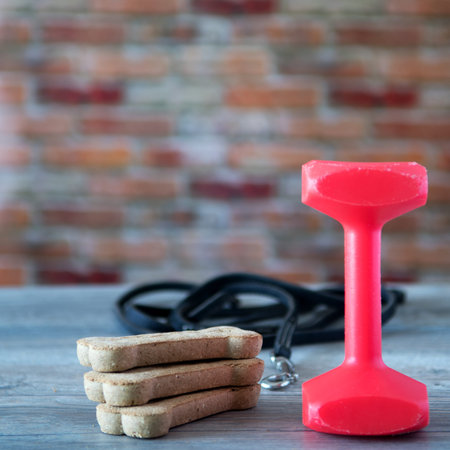 Concept of Dog training with dumbbell, dog treats and leash.の写真素材