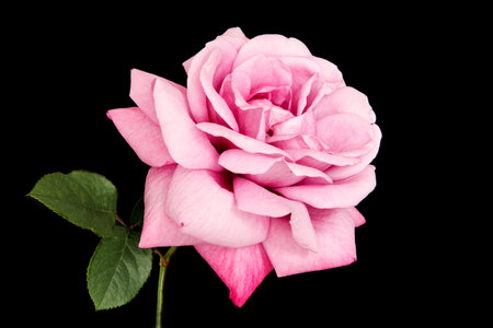 Pink rose in full bloom isolated on blackの写真素材