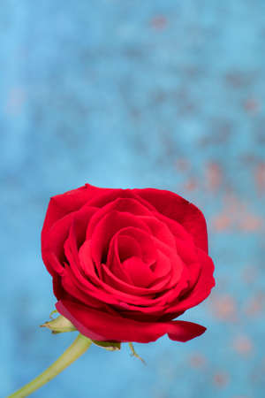 Red rose in bloom against beautiful background. Motherâs Day and Valentineâs Day concept.の写真素材