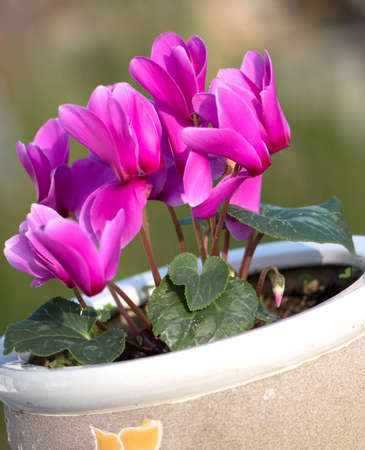 pink cyclamen flower in clay flower pot with blurred green backgroundの写真素材