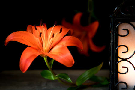 Orange Lilies with lantern on black background. Vintage Concept.の写真素材
