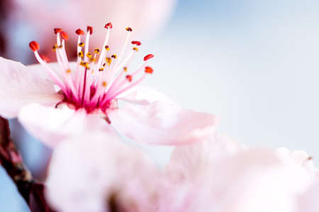Pink cherry flowers blooming in springtime. Close Upの写真素材