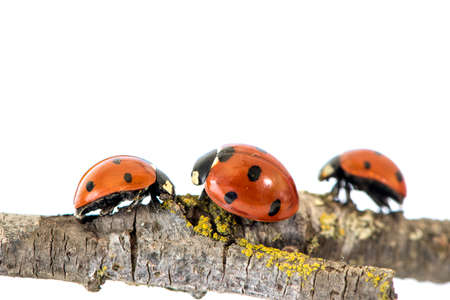 Ladybug walking on tree branch. Red insect with black dots on white background. Microphotography.の写真素材