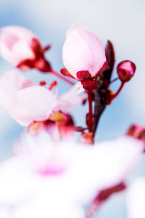 Pink cherry flowers with bud blooming in springtime. Close Upの写真素材