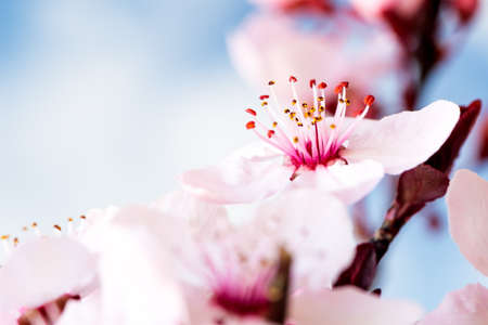 Pink cherry flowers blooming in springtime. Close Upの写真素材