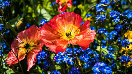 Red poppyの写真素材