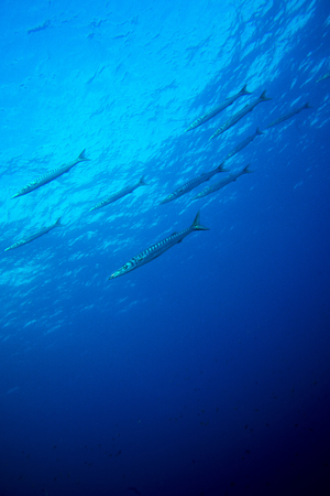 barracuda groupの写真素材