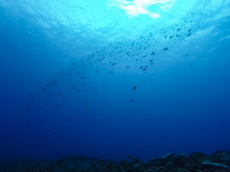 group of fish in backlight, fuerteventura, canary islandsの写真素材