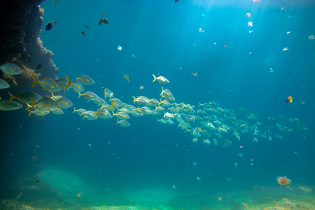 group of fishes swimming, fuerteventura canary islandsの写真素材