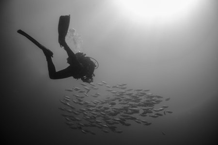 backlighting of diver with a group of fish, fuerteventura