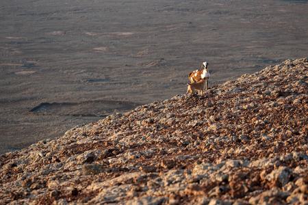 meeting between a wild goat and a dog, fuerteventuraの写真素材