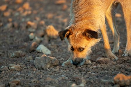 puppy dog sniffing, fuerteventura canary islandsの写真素材