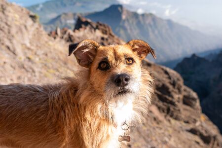puppy dog resting outdoors in a sunny landscapeの写真素材