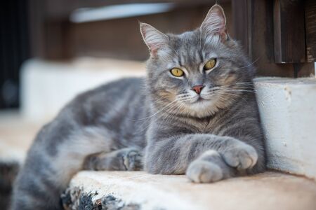 brindle cat lying on a low wall in the gardenの写真素材
