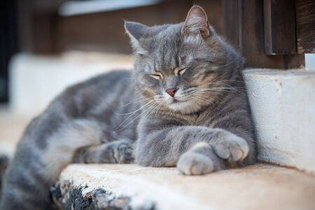 brindle cat lying on a low wall in the gardenの写真素材