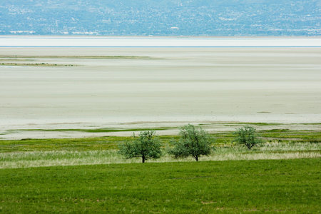 three beautiful green trees in Antilope Island, Utah, in a beautiful Spring day with a lot of sand...