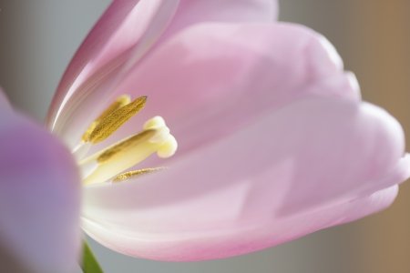 violet horizontal tulip against the window with morning lightの写真素材