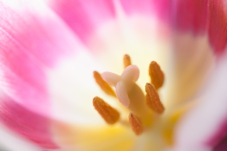 Detail of a multicolor tulip in a close up macro shotの写真素材