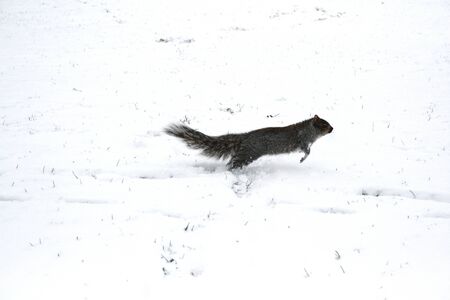A grey squirell runs and jumps in the snowの写真素材