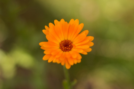 flowerの写真素材