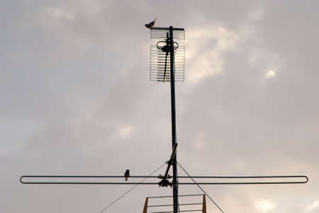A pair of birds on an antenna in a clear skyの写真素材