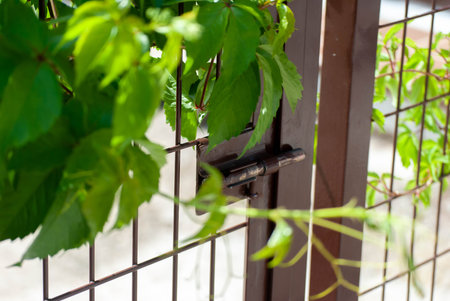 Door with a green vine surrounding it