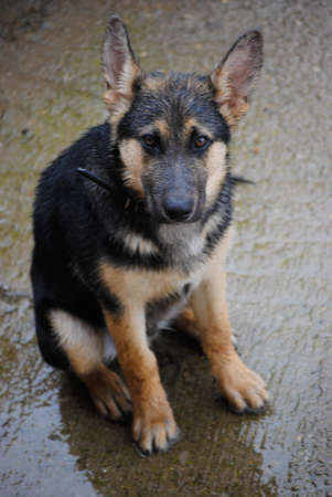 German Shepherd Dog in the rain looking crestfallen and sad, with ears perked upの写真素材