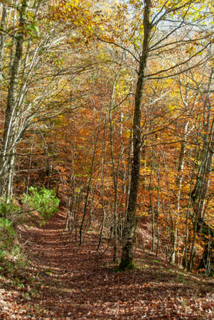 Autumn forest of contrasting reds, greens, oranges and greens, with many leaves of these colors falling on the ground.の写真素材