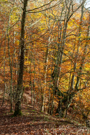 Autumn forest of contrasting reds, greens, oranges and greens, with many leaves of these colors falling on the ground.の写真素材