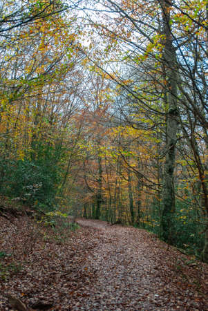 Autumn forest of contrasting reds, greens, oranges and greens, with many leaves of these colors falling on the ground.の写真素材