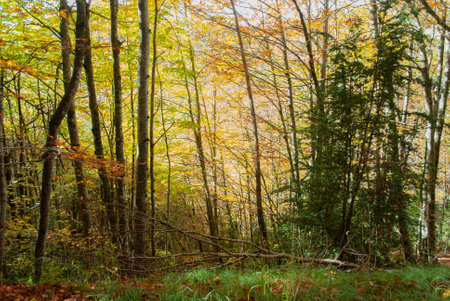 Autumn forest of contrasting reds, greens, oranges and greens, with many leaves of these colors falling on the ground.の写真素材