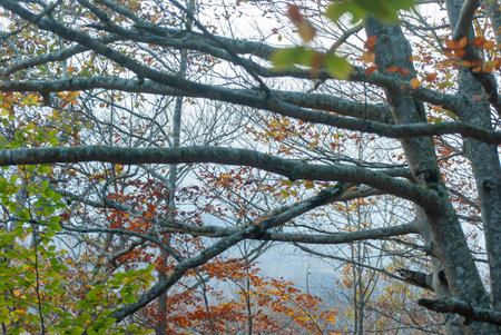 Autumn forest of contrasting reds, greens, oranges and greens, with many leaves of these colors...