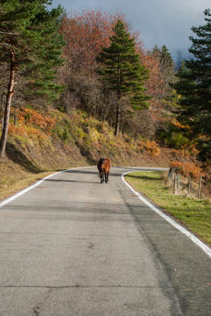Wild horse crossing a high mountain road with a contrast of red and green tones of autumn forests.の写真素材