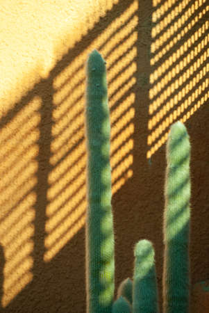 Cactus on an orange background in the shadeの写真素材